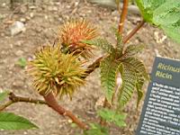 Ricin, Ricinus communis (fam Euphorbiacees) (rg tropicales) (2) (Photo F. Mrugala)